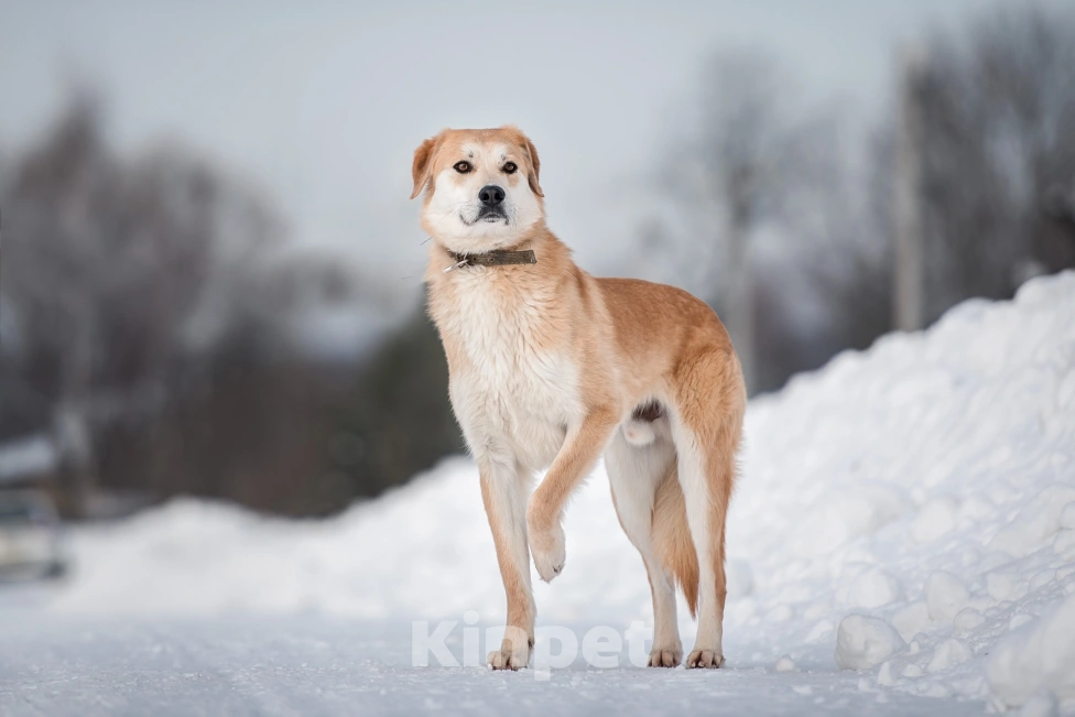 Собаки в Сергиеве Посаде: Молодой метис русской гончей Коржик Мальчик, 10 руб. - фото 5