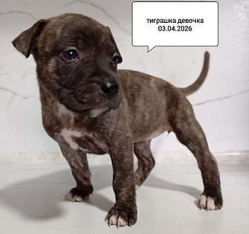 Американский питбультерьер . Девочка