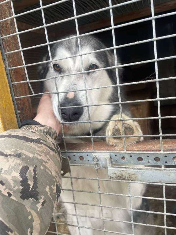 Собаки в Москве: Маламут Джесси в добрые и любящие руки Девочка, Бесплатно - фото 3