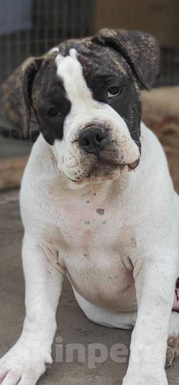 Собаки в Шахте: Девочка американский булли Девочка, 50 000 руб. - фото 2