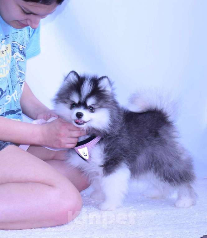 Собаки в Краснодаре: Самый маленький Помски Мальчик, 500 000 руб. - фото 2
