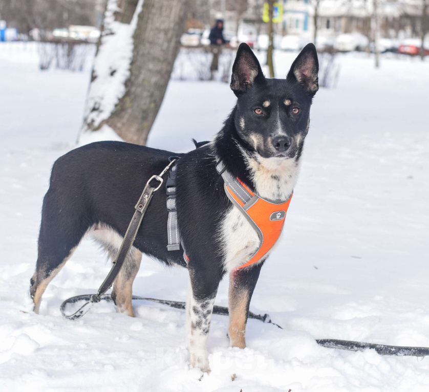 Собаки в Москве: Дина Девочка, Бесплатно - фото 3