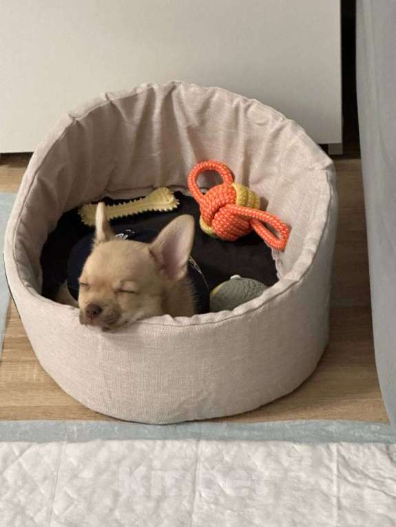 Собаки в Москве: Чихуахуа, щенок 2 месяца  Мальчик, 20 000 руб. - фото 3