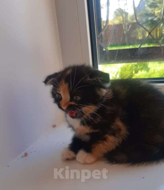 Кошки в Гатчине: Котята метисы от вислоухой шотландской Девочка, 1 500 руб. - фото 4