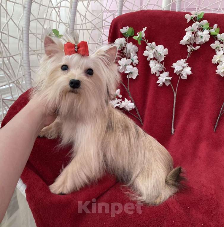 Собаки в Москве: Подрощенный йорк мини девочка золотая Девочка, 80 000 руб. - фото 8