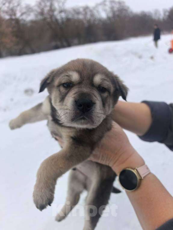 Собаки в Лебедяни: В добрые руки Мальчик, Бесплатно - фото 1