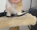 Кошки в Краснодаре: Отдам в добрые руки очаровательных рыжих котят! Девочка, Бесплатно - фото 3