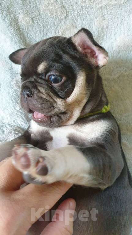 Собаки в Москве: Щенки Французского Бульдога, Лиловые и Шоколадныне.  Мальчик, 65 000 руб. - фото 3