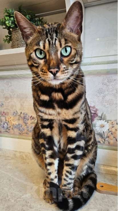 Кошки в других городах Ленинградской области: найден Мальчик, Бесплатно - фото 2