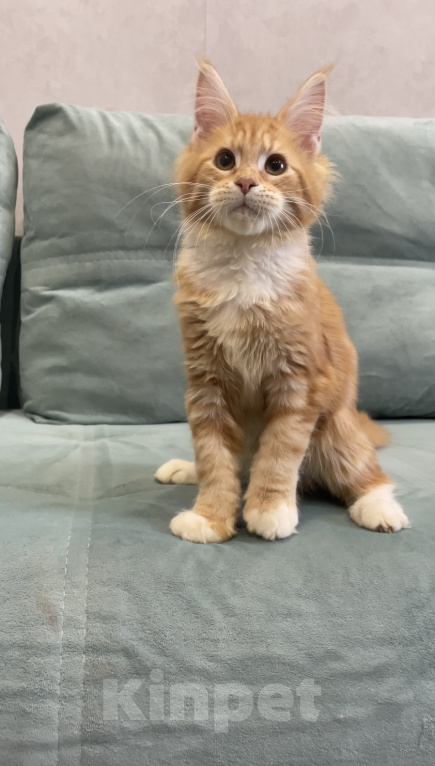 Кошки в Иркутске: Котенок Мейн-Кун Девочка, 25 000 руб. - фото 3