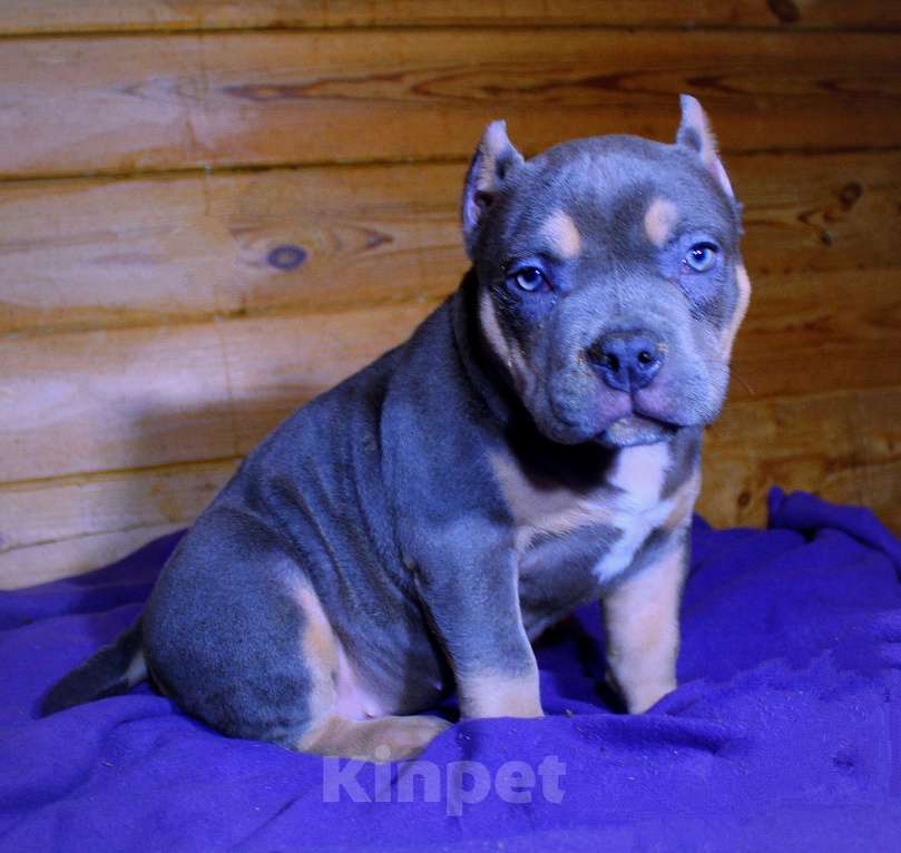 Собаки в Кирове: Подрастает малышка Девочка, 80 000 руб. - фото 1