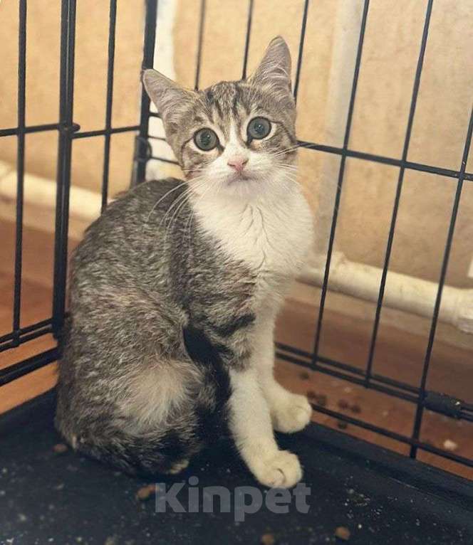 Кошки в Москве: Ласковый котёнок Марсик в добрые руки Мальчик, Бесплатно - фото 2