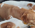 Собаки в Валуйках: Продолжаются поиски  Джек Рассел-терьер по Кличке Жозефина. Возраст 5 лет. Пропала на прогулке Девочка, 100 000 руб. - фото 3