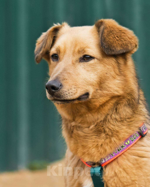 Собаки в других городах Московской области: Нила ищет семью Девочка, Бесплатно - фото 9