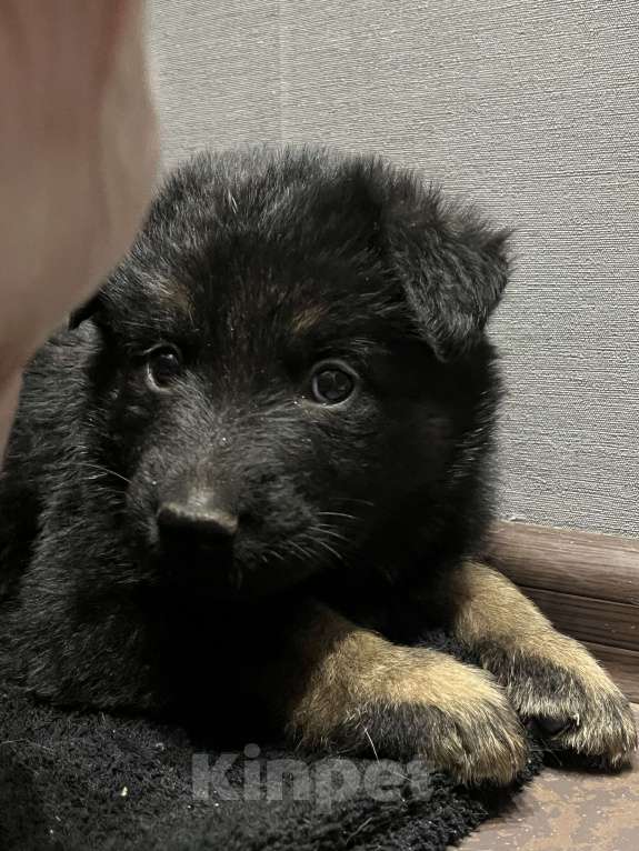 Собаки в Пензе: Щенок немецкой овчарки чистокровный  Девочка, 15 000 руб. - фото 4