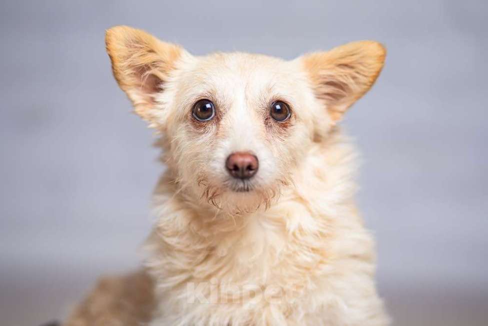 Собаки в Москве: Крошечная собачка Бэмби в добрые руки Девочка, 1 руб. - фото 3