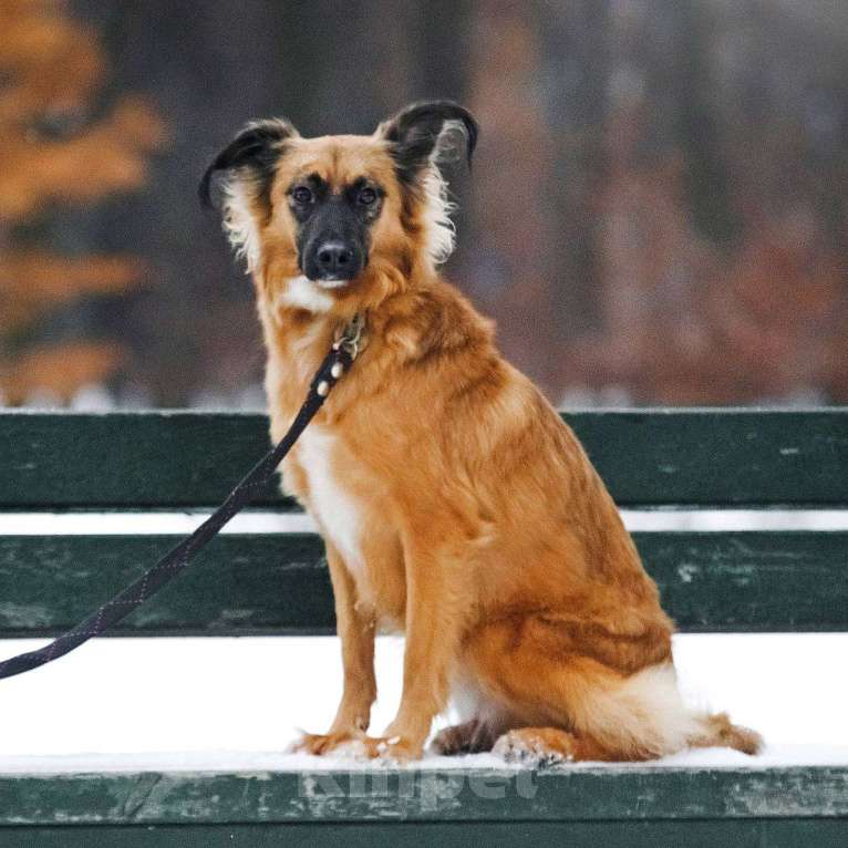 Собаки в Москве: Ни одного звонка не было. Сказочная собака Алиса Девочка, Бесплатно - фото 4