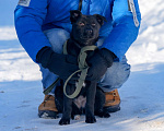 Собаки в Подольске: Щенок 5 месяцев Мишель в добрые руки  Девочка, Бесплатно - фото 5