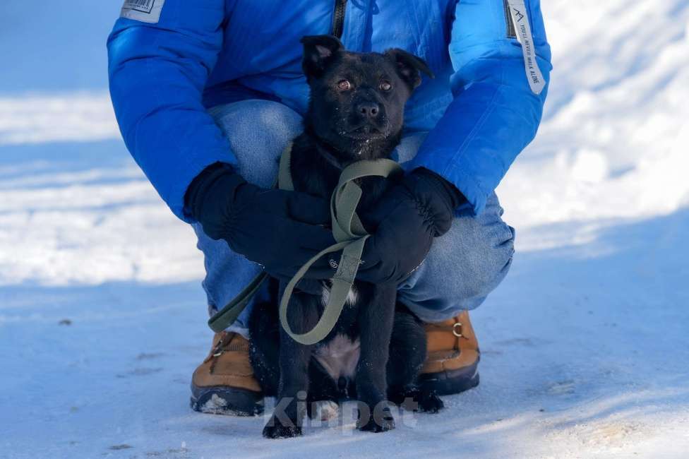 Собаки в Подольске: Щенок 5 месяцев Мишель в добрые руки  Девочка, Бесплатно - фото 5