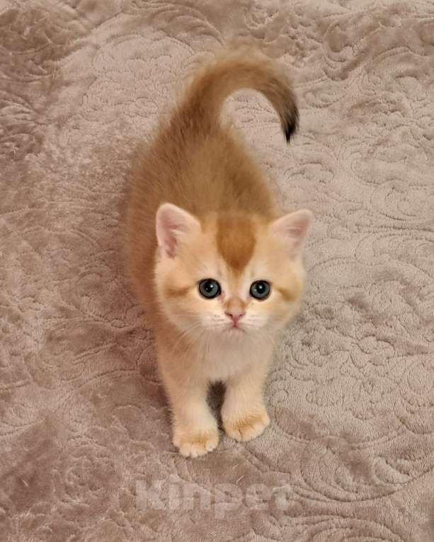 Кошки в Москве: Золотая шотландская девочка  Девочка, 40 000 руб. - фото 6