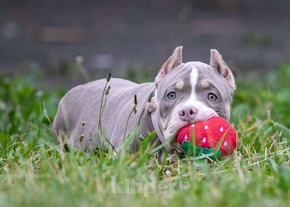 Собаки в Нижнем Новгороде: Американский булли, девочка. Девочка, Бесплатно - фото 2
