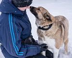 Собаки в Солнечногорске: Собака - позитив, Лёля 2 года Девочка, Бесплатно - фото 3