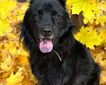 Собаки в Апрелевке: Спокойный и ласковый пес Барон ищет дом! Мальчик, 1 руб. - фото 2