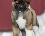 Собаки в Сертолово: Американская Акита Девочка, 80 000 руб. - фото 2