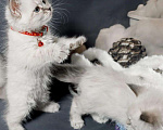 Кошки в Острогожске: Котята Невские Маскарадные, 25 000 руб. - фото 3