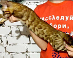 Кошки в Новокубанске: Бенгальская девочка Девочка, 1 руб. - фото 3