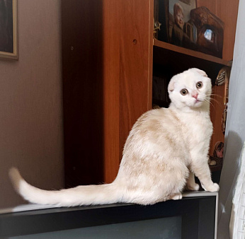 Шотландский котенок редкого окраса