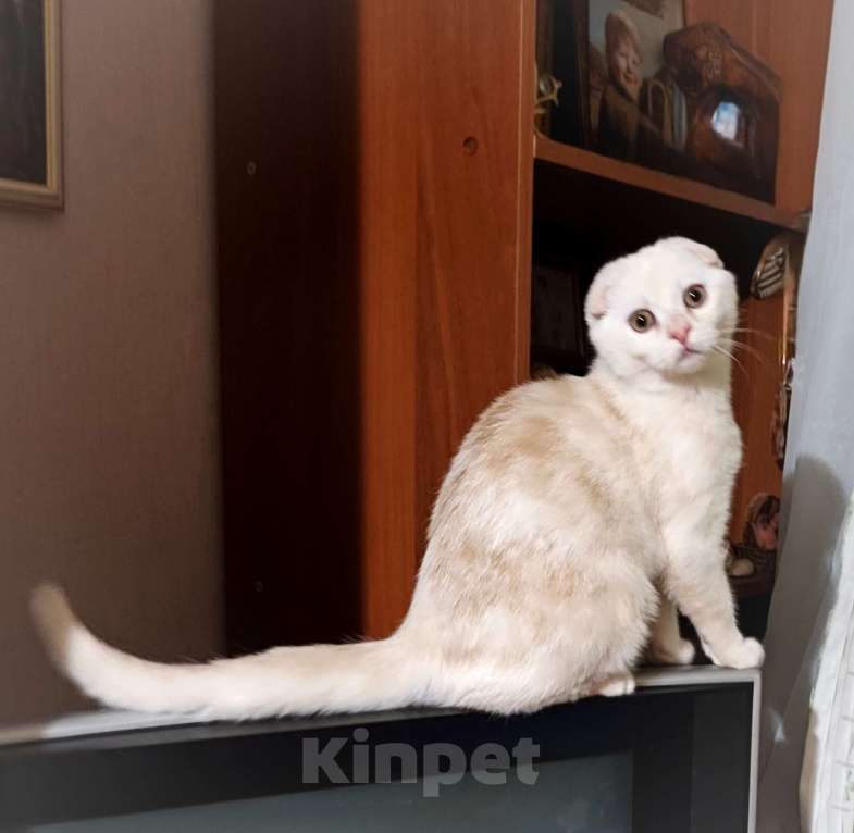 Кошки в Санкт-Петербурге: Шотландский котенок редкого окраса Мальчик, Бесплатно - фото 2