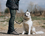 Собаки в Клине: Суперактивная Халва Девочка, Бесплатно - фото 7