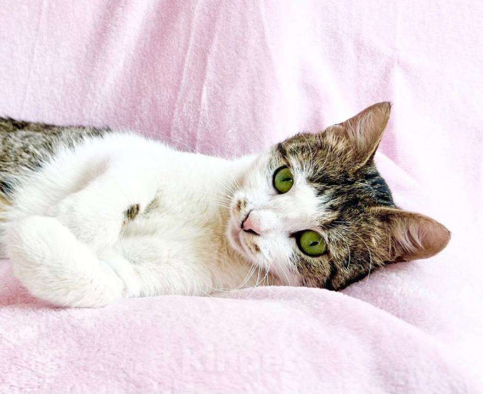 Кошки в Москве: Не просто кошка - королева в добрые руки Девочка, Бесплатно - фото 6