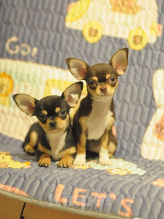 Собаки в Хабаровске: чихуахуа щенки Мальчик, Бесплатно - фото 1