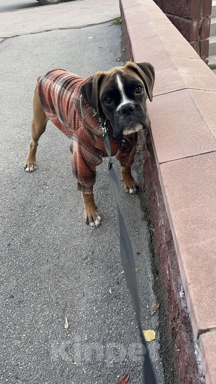 Собаки в Омске: Щенок немецкого боксера 7 месяцев  Мальчик, Бесплатно - фото 4