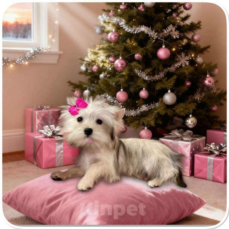 Собаки в Москве: Йорк мини девочка золотая голддаст бэби фейс Девочка, 70 000 руб. - фото 6