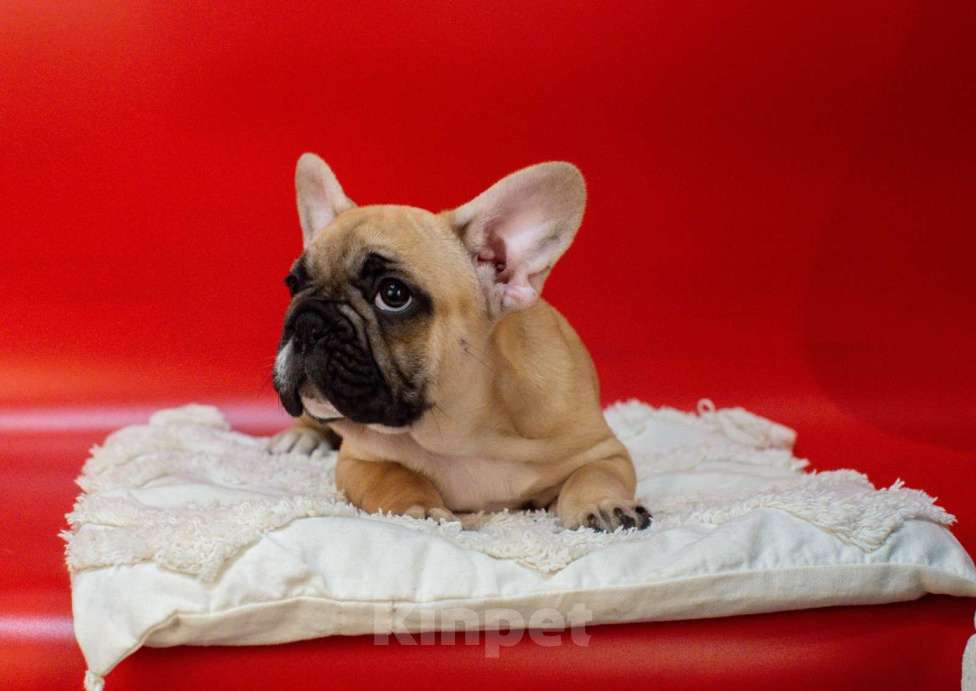 Собаки в Москве: Павая девочка Девочка, 40 000 руб. - фото 2