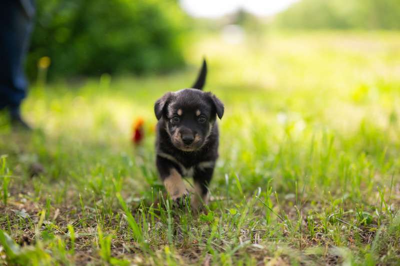 Собаки в Москве: Щенята — почти волчата ищут дом Мальчик, 1 руб. - фото 8