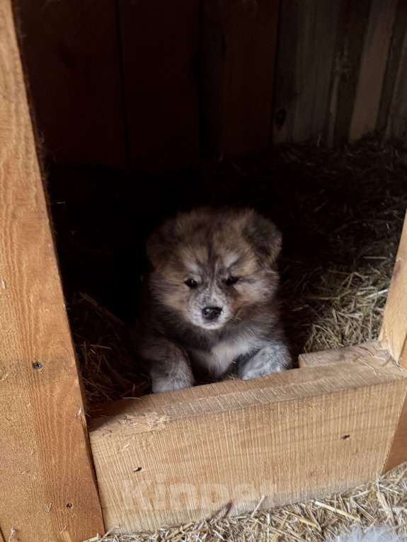 Собаки в Новосибирске: Шикарный тигренок-акитенок Мальчик, 80 000 руб. - фото 5
