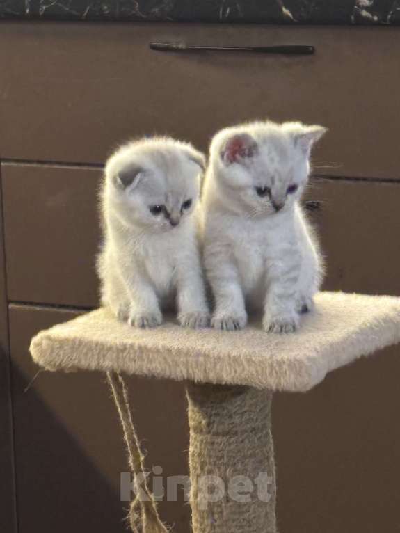 Кошки в других городах Московской области: Кошечка вислоухая Девочка, Бесплатно - фото 2