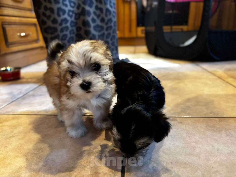 Собаки в Москве: Софи Девочка, 50 000 руб. - фото 5