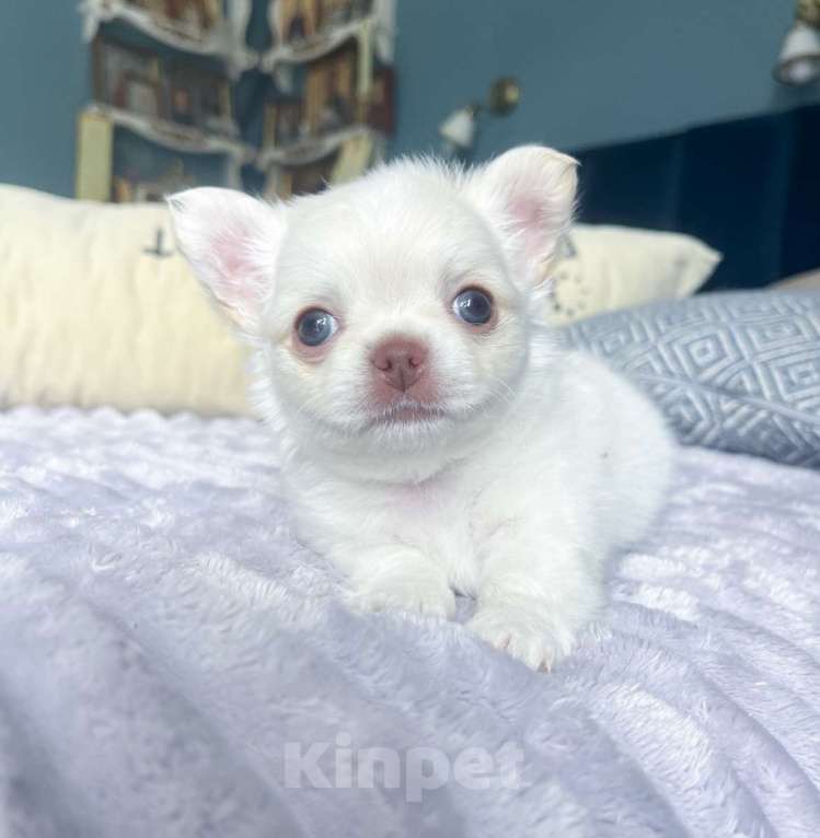 Собаки в Москве: Белый чихуахуа Мальчик, 50 000 руб. - фото 5