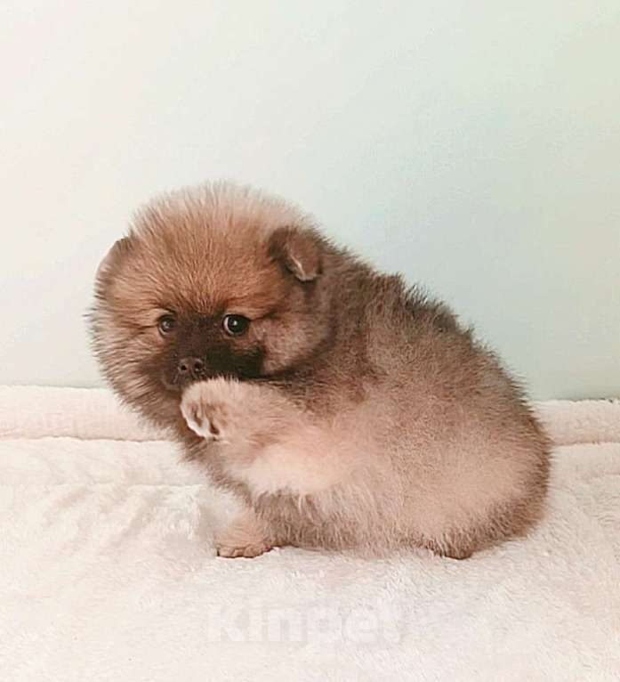 Собаки в Москве: Померанский шпиц,девочка Девочка, 25 000 руб. - фото 8