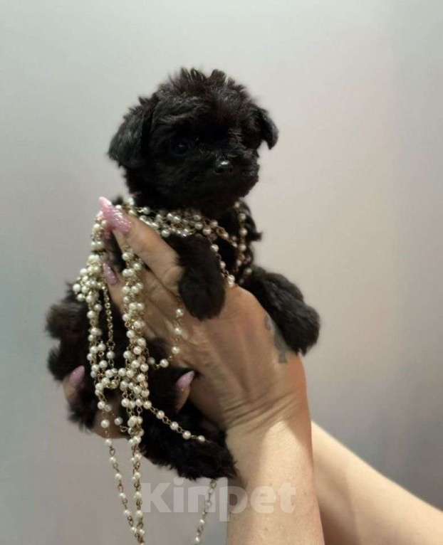 Собаки в Москве: Йоркипу щенок Девочка, 135 000 руб. - фото 1