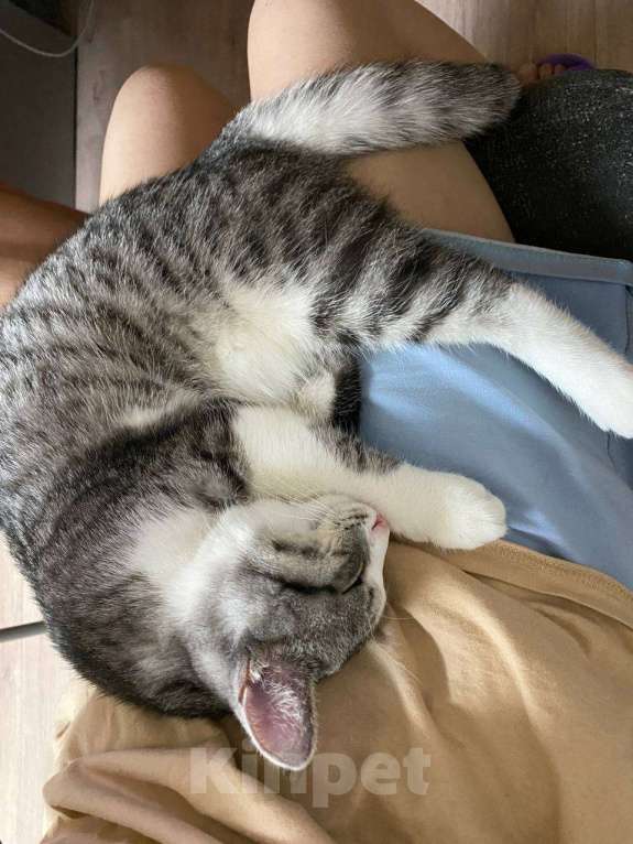 Кошки в Чапаевске: Отдам котенка в добрые руки  Девочка, Бесплатно - фото 2