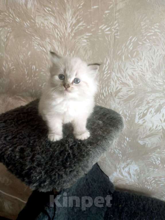 Кошки в Москве: Котята Девочка, Бесплатно - фото 1