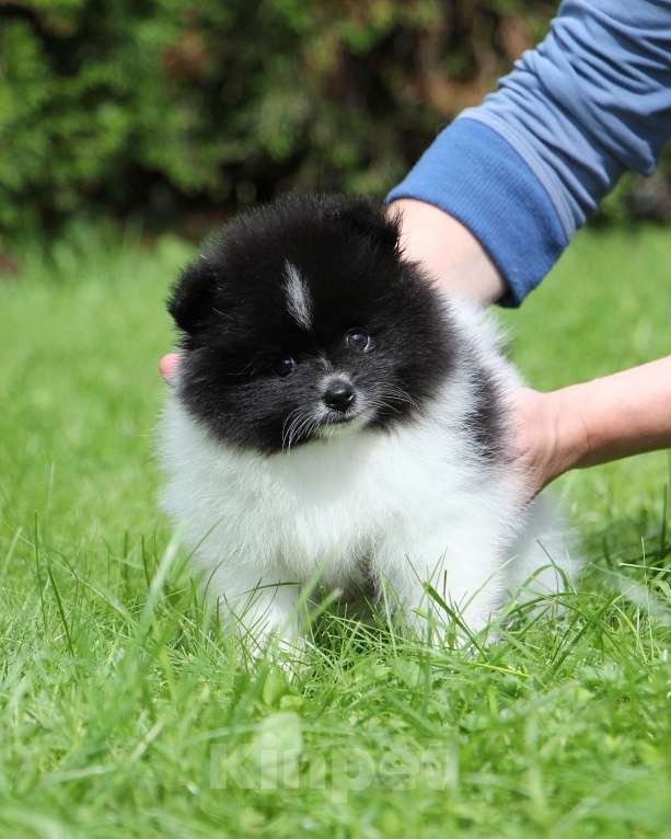 Собаки в Москве: Щенки шпица малые Мальчик, 40 000 руб. - фото 2