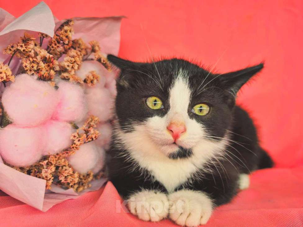 Кошки в Екатеринбурге: Котенок в добрые руки  Девочка, Бесплатно - фото 4