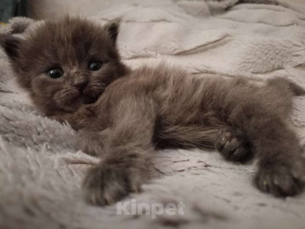 Кошки в Барнауле: Феликс Мальчик, 20 000 руб. - фото 5